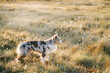 A Border Collie dog stands in a dreamy meadow at dawn, the golden light casting a serene glow over the dewy dandelions