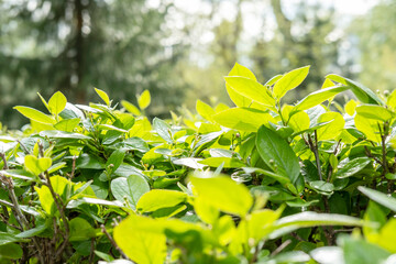 Wall Mural - Bright green leaves in the sunlight. Natural natural background. Fresh air, ecology concept