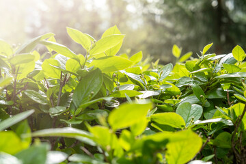 Wall Mural - Bright green leaves in the sunlight. Natural natural background. Fresh air, ecology concept