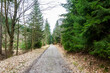 road through the spruce forest