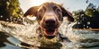 A dog is playing in the water and is smiling. The water is splashing and the dog is enjoying the moment