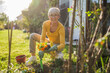 Happy senior woman gardening in her yard. She is is planting a flower.	
