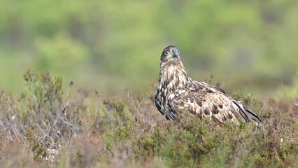 Wall Mural - White-tailed eagle in bog landscape