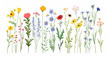 Colorful collection of spring wildflowers isolated on white background
