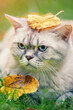 Cute cat with a leaf on his head in autumn outdoors. The cat lies on the grass. Vertical image
