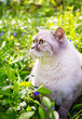 A cute Siamese cat walks on the lawn with a periwinkle. Vertical banner