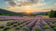 Sunset over sprawling lavender fields in full bloom, a tranquil nature escape