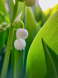 Fototapeta  - Lily of the valley in the morning sunlight