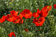 Bright blooming poppies close-up. Spring in Kyrgyzstan. Selective focus.