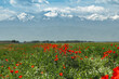Green fields with cereal crops and red poppies against the backdrop of snow-capped mountains. Spring in Kyrgyzstan. Selective focus.