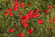 Bright blooming poppies. Spring in Kyrgyzstan. Selective focus.