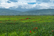 Green fields with cereal crops and red poppies against the background of snow-capped mountains.
