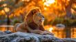 Majestic male lion relaxing on rocks at sunset