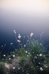 Poster - Scenic view of white flowers near a swamp lake in a grassy area at dusk