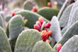 Prickly pears cactus growing with ripe red fruit.