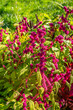 Amaranthus caudatus - red blooming amaranth, flavourful and gluten-free, very high in protein