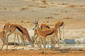 Wall Mural - A small herd of Wild  Springbok at a small man-made African waterhole