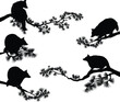 wild raccoon (Procyon lotor) black and white design set - sitting, walking, crawling animal on long pine tree branch detailed and editable vector silhouett