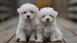 © nataliya_ua - Dogs breed Bichon Frize
