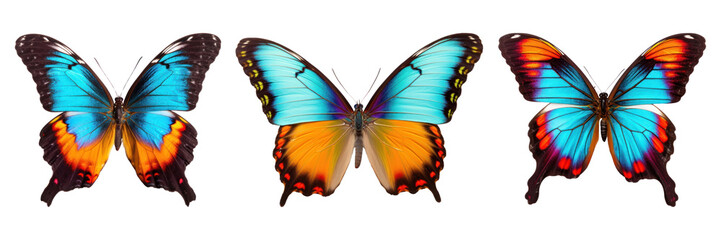 Poster - Butterfly png cut out element set