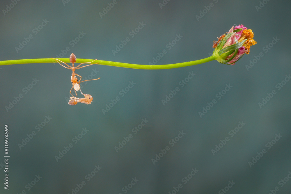 Weaver ants (Oecophylla) large red ants, Oecophylla weaver ants ...
