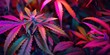Vibrant Cannabis Plant Under Colorful Illumination in Indoor Growth Facility. Purple Marijuana plants with leaves fill texture pattern