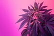 Vibrant Purple Cannabis Leaves Against a Vivid Pink Background. Banner with Copy Space for Text