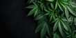 Lush Green Cannabis Leaves on a Dark Background. Marijuana Banner with Copy Space for Text