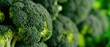 Fresh Organic Broccoli Close-up Texture Background. Banner with Macro Broccoli, Copy Space for Text