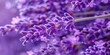 Macro photograph of a lavender blossom, capturing its fragrant purple flowers and delicate stems.