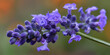 Macro photograph of a lavender blossom, capturing its fragrant purple flowers and delicate stems.