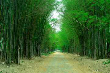 Wall Mural - images of bamboo forest in summer, at thailand. road way with bamboo tree. tunnel tree background te
