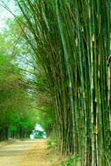 Wall Mural - images of bamboo forest in summer, at thailand. road way with bamboo tree. tunnel tree background te