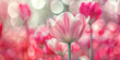 Close up of beautiful pink and white tulips in blossom, banner, beautiful bokeh.