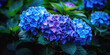 Close up of beautiful purple blue hydrangea with green light bokeh, banner,