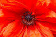 Red poppy flower close-up