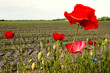 Poppies grow in front of an agricultural field with small corn plants