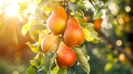 Canvas Print - Sun-kissed Ripe Pears on Tree Branch Glowing in Warm Light. Fresh Fruit Harvest Concept. Vibrant Summer Orchard Scene. Nature's Bounty in Golden Hour. AI