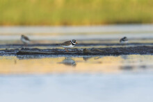 Common Ringed Plover Or Ringed Plover (Charadrius Hiaticula) In The Wetlands In Summer.	
