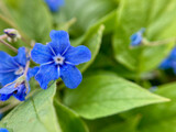 Fototapeta  - Blue flowers called Omphalodes verna close up