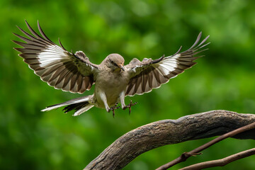 Wall Mural - mockingbird landing on a vine