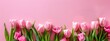 flores aisladas. fondo rosa. tulipán