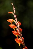 Fototapeta Sawanna - Parrot lily, also known as Dragon's or Natal lily (Gladiolus dalenii), Uniondale.