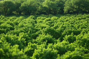 Wall Mural - beautiful green forest on a sunny day professional photography