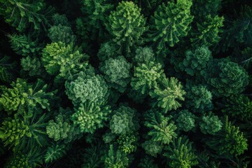 Wall Mural - beautiful green forest on a sunny day professional photography