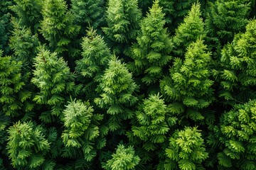 Wall Mural - beautiful green forest on a sunny day professional photography
