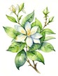 watercolor white jasmine flowers on a white background