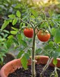 plant de tomate dans un jardin, dans un pot de terre en ia