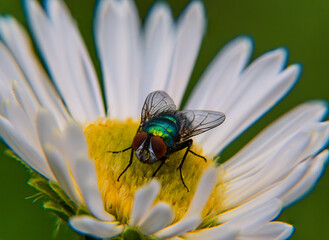 Poster - Solitary fly resting on a white flower.