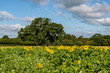 A field of sunflowers in bloom on a sunny summer's day, at Barcombe in Sussex